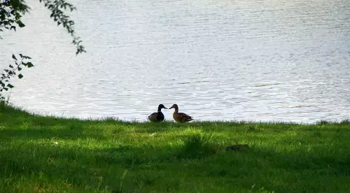 Nagyteveli víztározó - Galéria kép