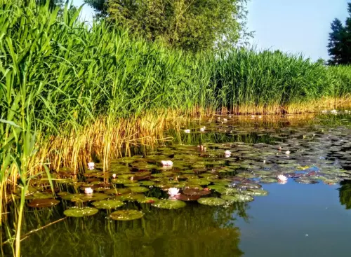 Király Ponty horgásztó - Galéria kép