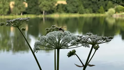 Malomvölgyi II-es horgásztó - Galéria kép