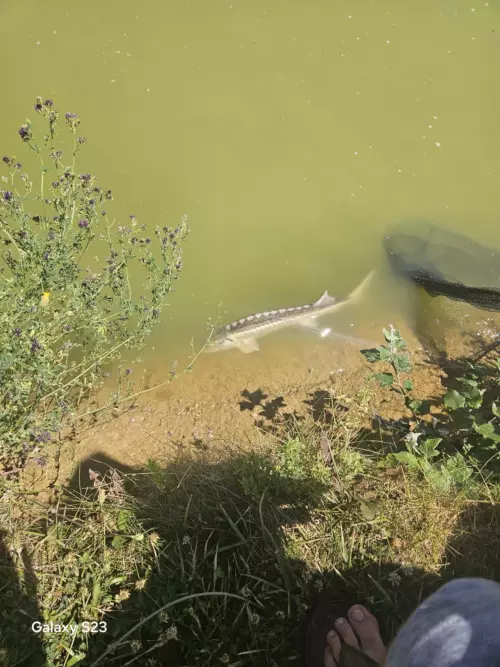 Csepp-tó - Galéria kép