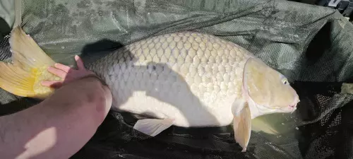 Hársasberki horgásztó - Galéria kép