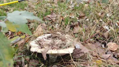 Peremvárosi Horgásztó és Pihenőpark - Galéria kép